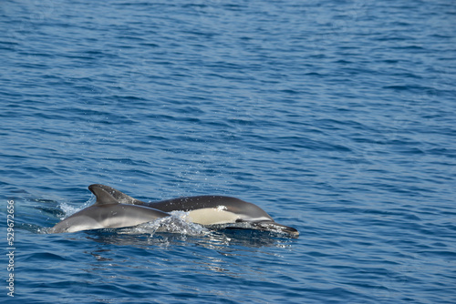 Baby Common Dolphin and Mother Surfacing to Breathe in the Eastern Aegean Sea or Samos  Greece.