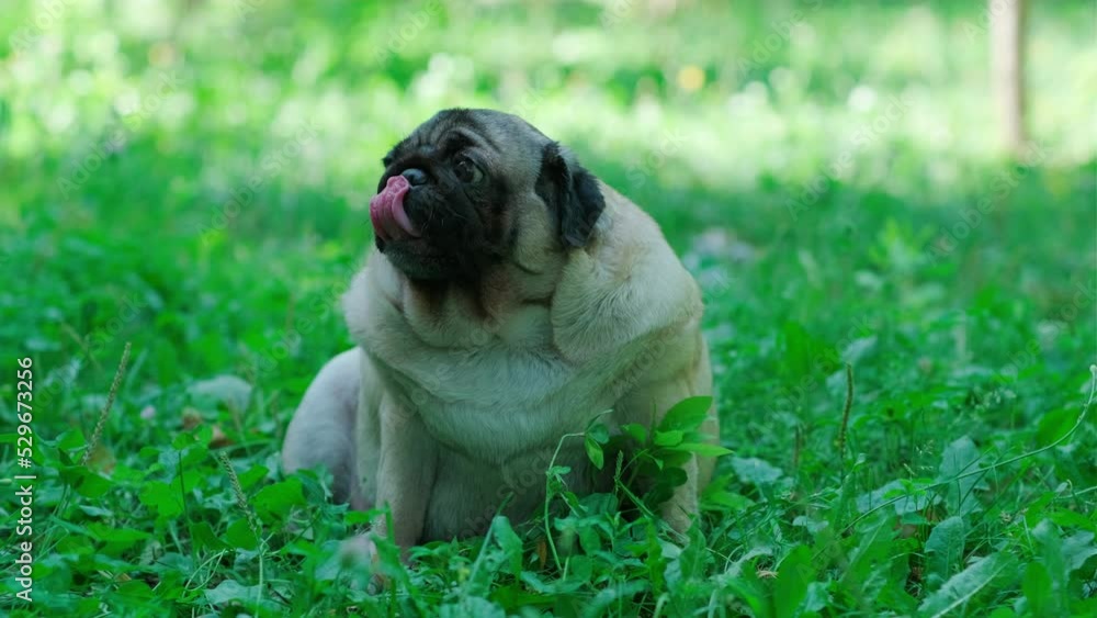 Cute pug dog on a green lawn on a sunny summer day. Cute pug dog on a green lawn on a sunny summer day.