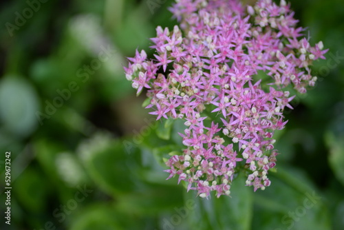 abstraction, Stonecrop, blurred photo, defocus, for background, texture, flower field, gradient, field of flowers, gradient, green color, pink flowers, sedum, bush, succulent, thick-leaved plant © Анна Климчук