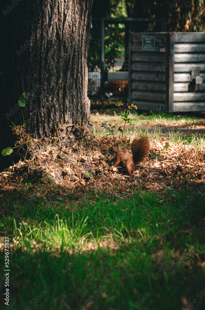 Fototapeta premium Eichhörnchen auf dem Friedhof.