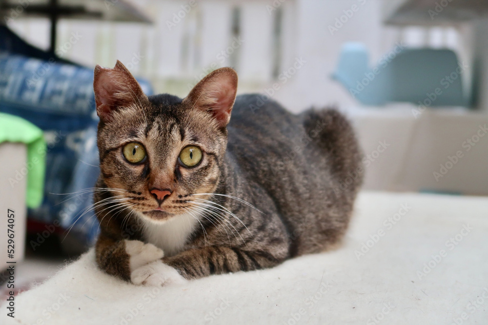 A brown cat has a clipped ear. The brown cat lying down on the bed and looking at camera.