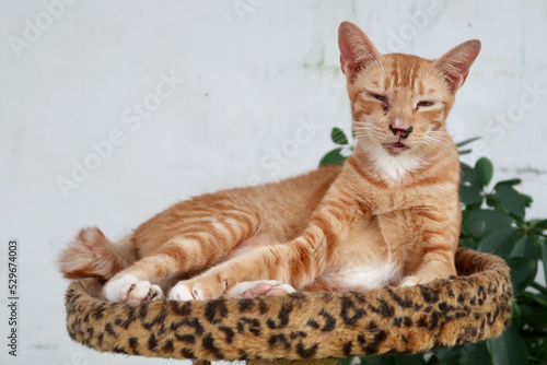 Fotografie Sick orange tabby cat lying down on a cat bed