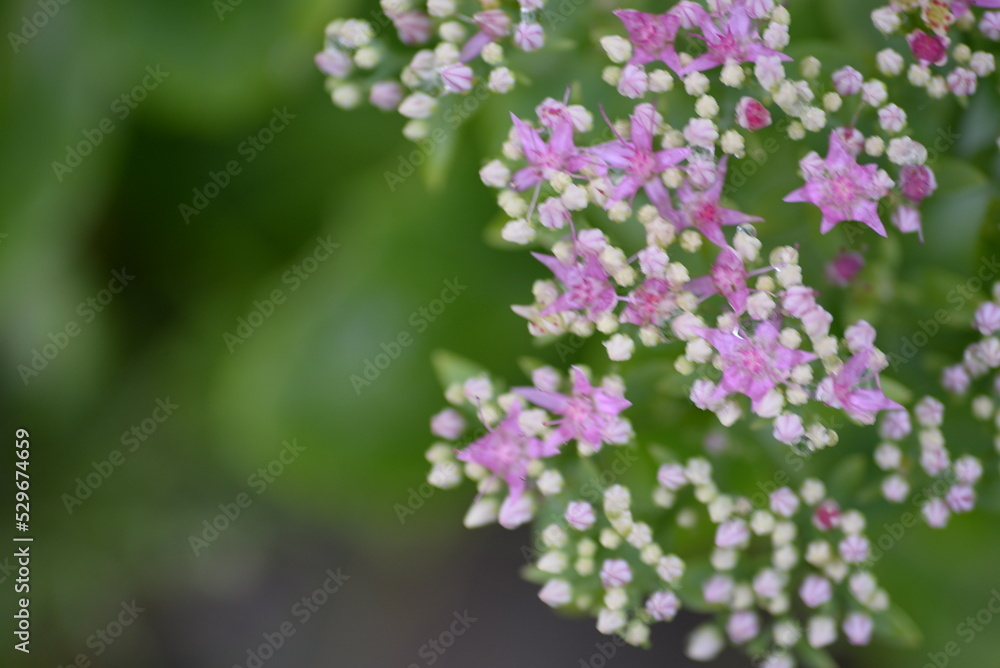 abstraction, Stonecrop, blurred photo, defocus, for background, texture, flower field, gradient, field of flowers, gradient, green color, pink flowers, sedum, bush, succulent, thick-leaved plant
