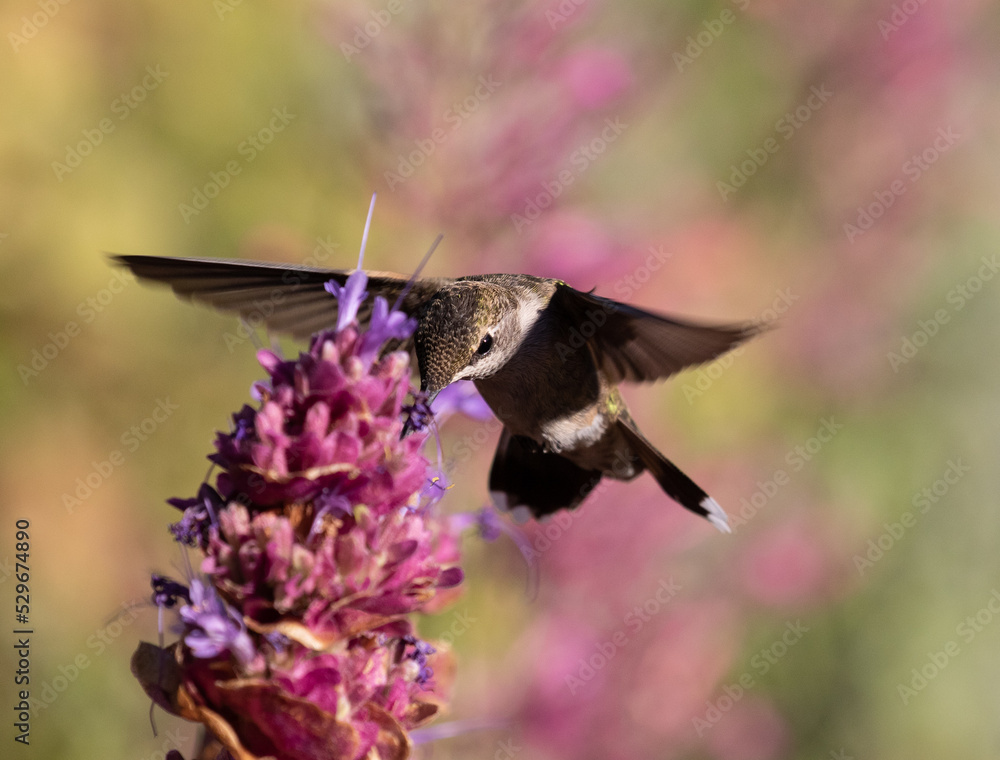 hummingbird and flower