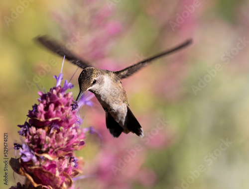 hummingbird on flower