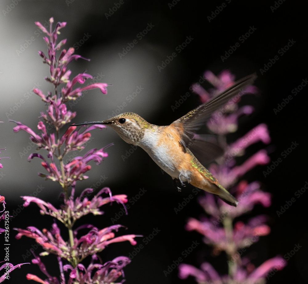 hummingbird feeding on flower