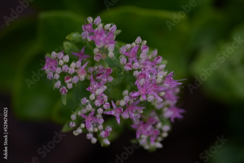 abstraction  Stonecrop  blurred photo  defocus  for background  texture  flower field  gradient  field of flowers  gradient  green color  pink flowers  sedum  bush  succulent  thick-leaved plant