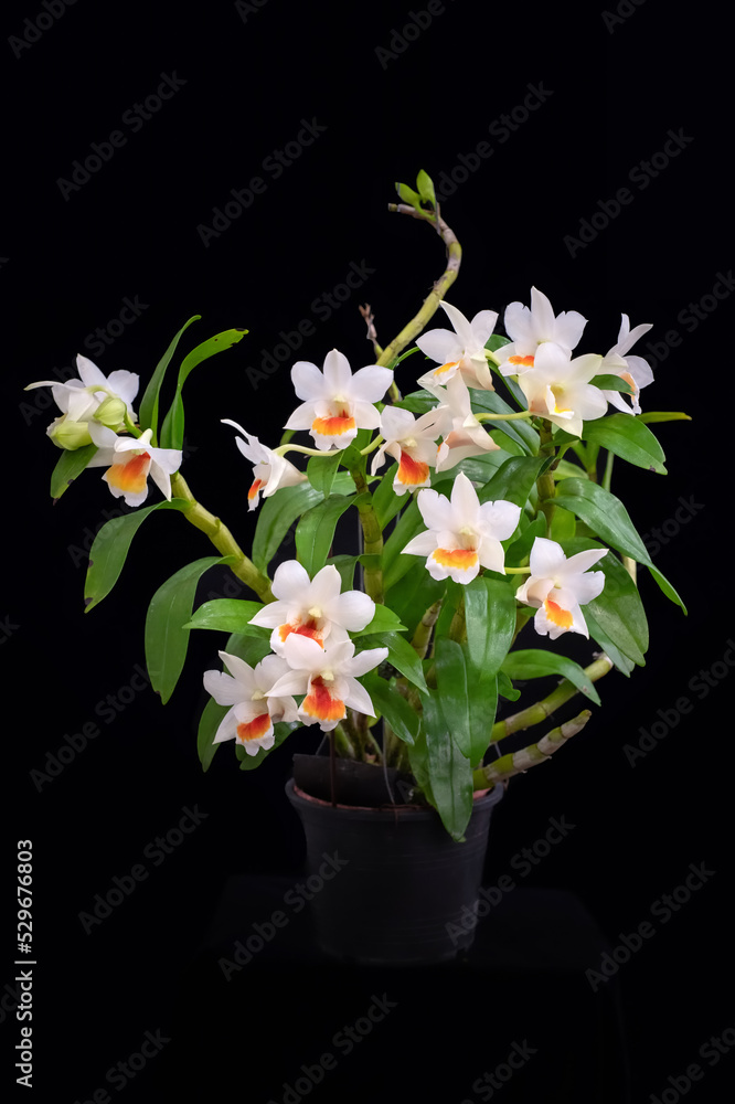 Blooming orchid, Dendrobium Dawn Maree. Black background. Hybrid variety. Blooming orchid, Dendrobium Dawn Maree. Black background. Hybrid variety.