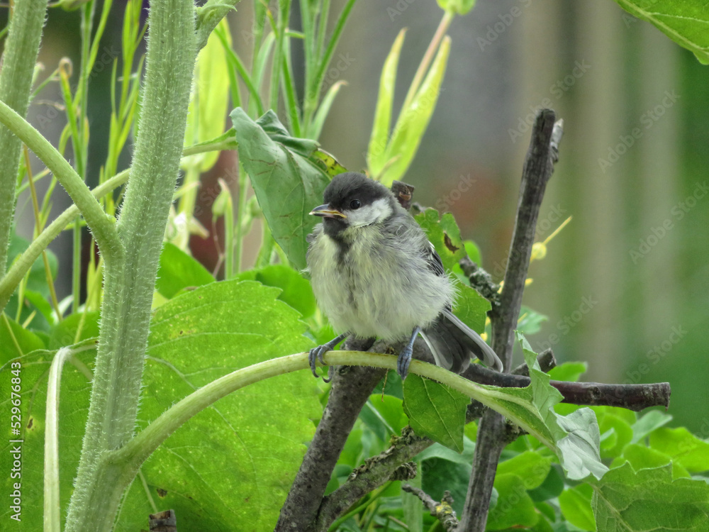 Obraz premium Young great tit sits on a stalk of a sunflower
