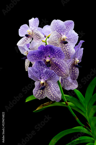 Blooming Vanda Rothschildiana. Black background. Hybrid tropical orchid. photo