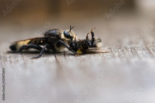 Yellow murder fly or yellow robber fly with a bumblebee as prey. Insect is sucked © Martin