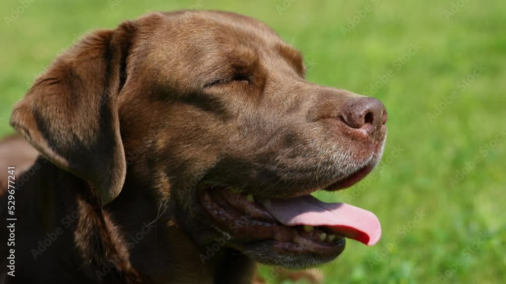 an elderly Labrador dog breathes heavily, deeply, sticking out his tongue. Summer, heat. Tongue sticking out. Slow motion an elderly Labrador dog breathes heavily, deeply, sticking out his tongue. Summer, heat. Tongue sticking out. Slow motion