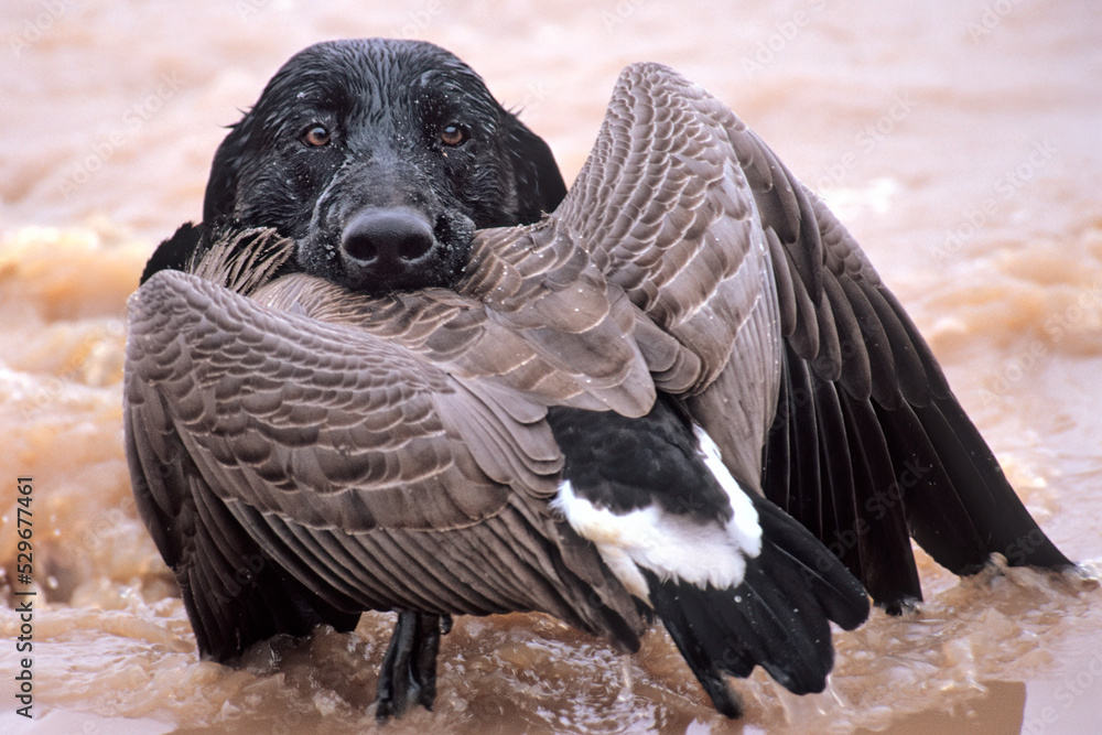 A black Labrador Retriever with a retrieved Canada goose Stock