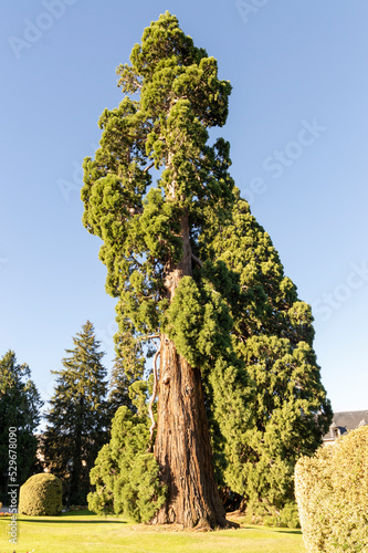 large sequoia in the center of the outdoor garden, under it a blanket of green grass. photo