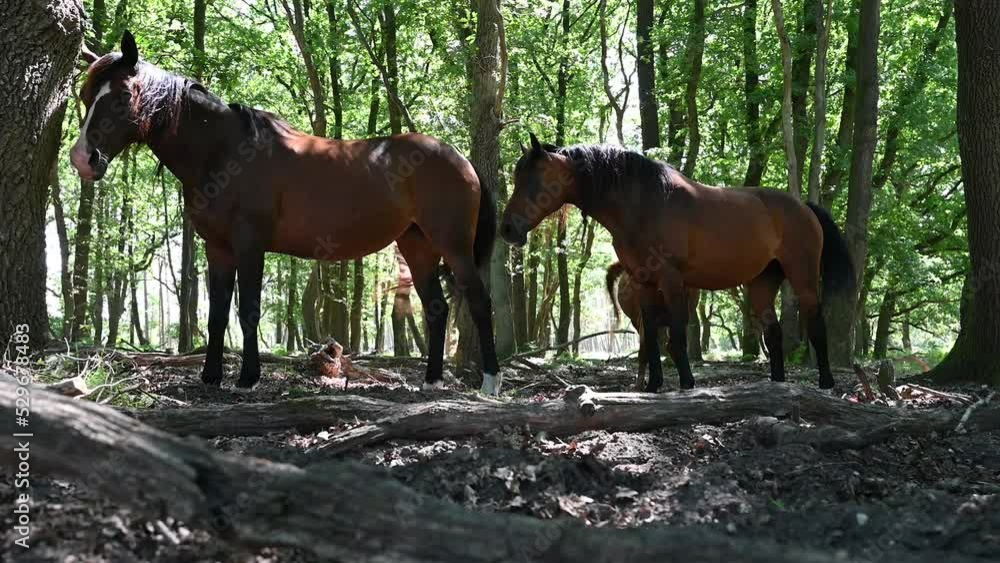 Horses having a rest under the shadow of trees at the Veluwe Nature Reserve, The Netherlands Horses having a rest under the shadow of trees at the Veluwe Nature Reserve, The Netherlands