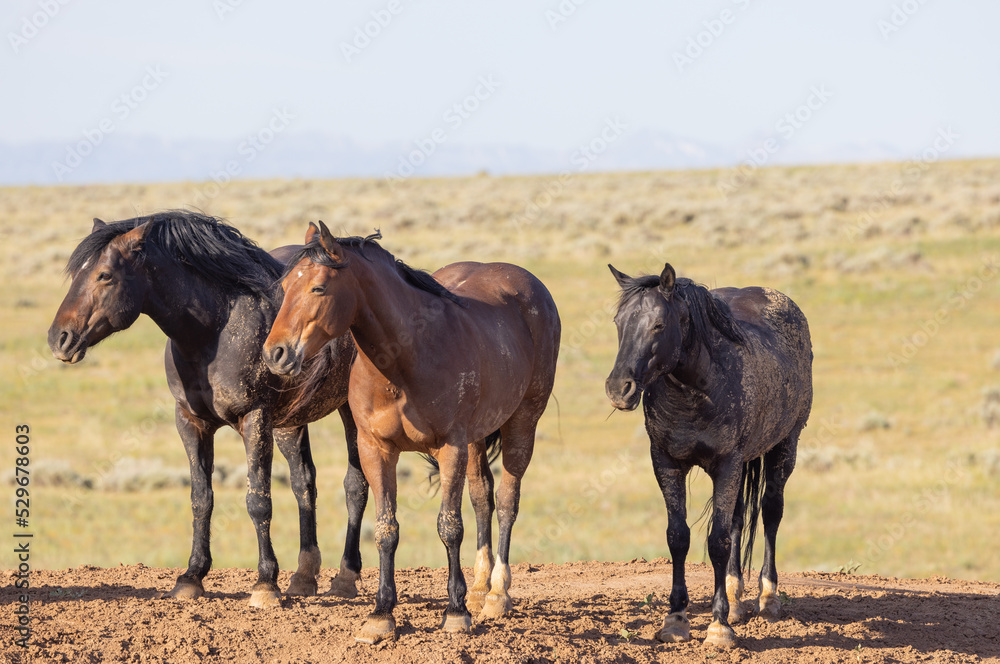 Wild Horses in Summer in the Wyoming Desert Wild Horses in Summer in the Wyoming Desert