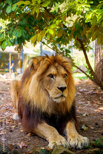 Fototapeta Naklejka Na Ścianę i Meble -  beautiful big lion lies in nature