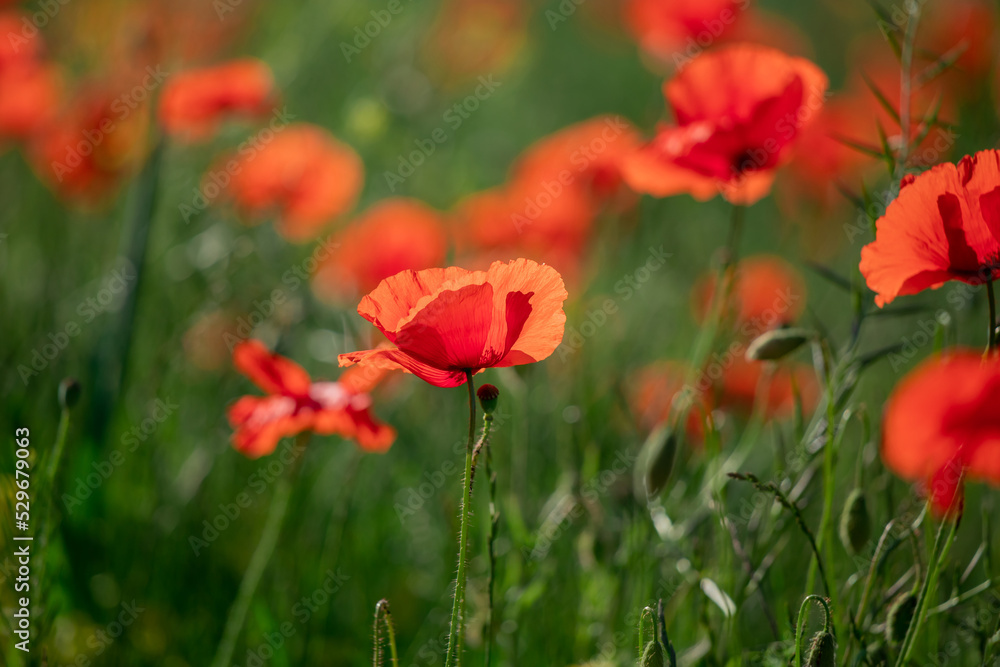 Field of poppy flowers papaver rhoeas in spring.