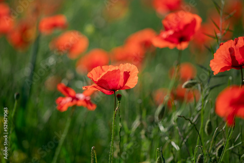 Field of poppy flowers papaver rhoeas in spring.