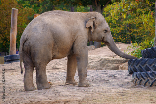 beautiful big elephant walks in nature