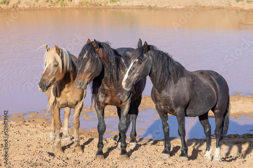 Fototapeta Naklejka Na Ścianę i Meble -  Wild Horses in Summer in the Wyoming Desert