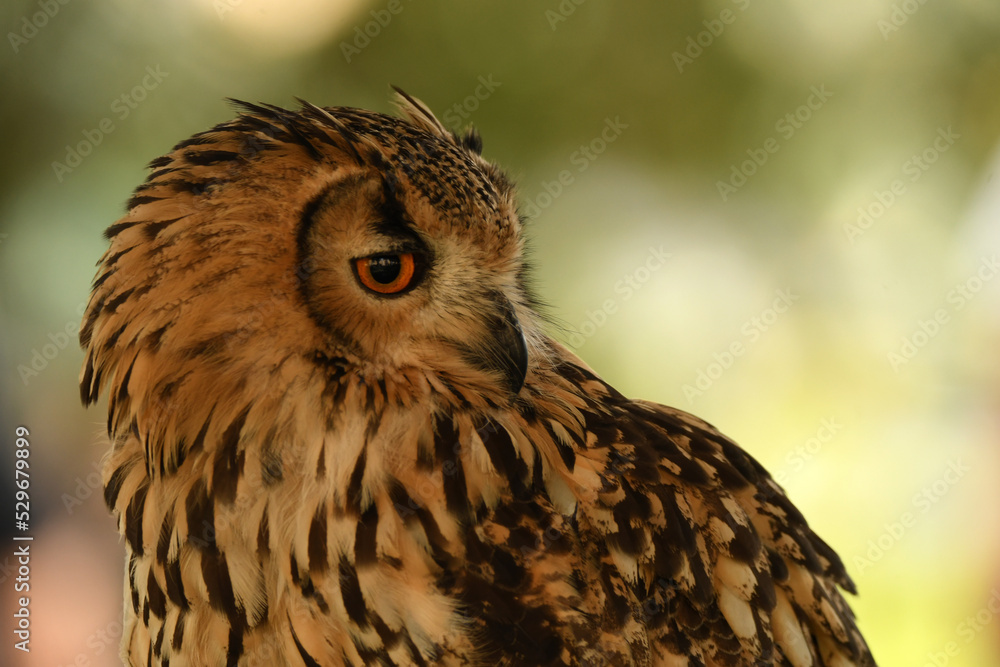 primeros planos de cabeza de buho real Stock Photo Adobe Stock