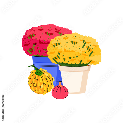 Chrysanthemum pot vector with pumpkin isolated on white background. Mum flower autumn illustration