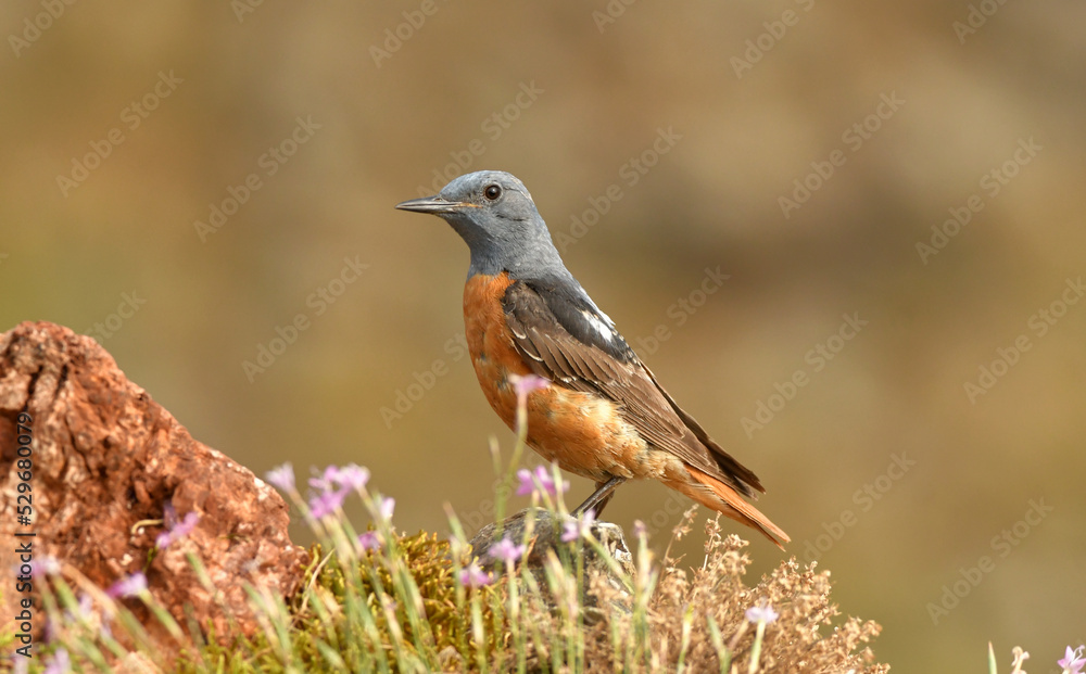 roquero rojo en primavera