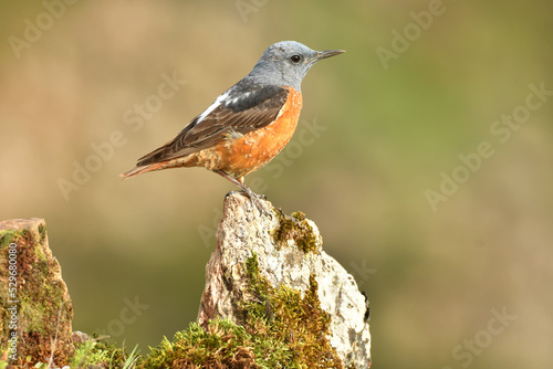 roquero rojo en primavera