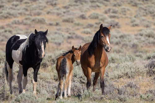 Wild Horses in Summer in the Wyoming Desert © natureguy
