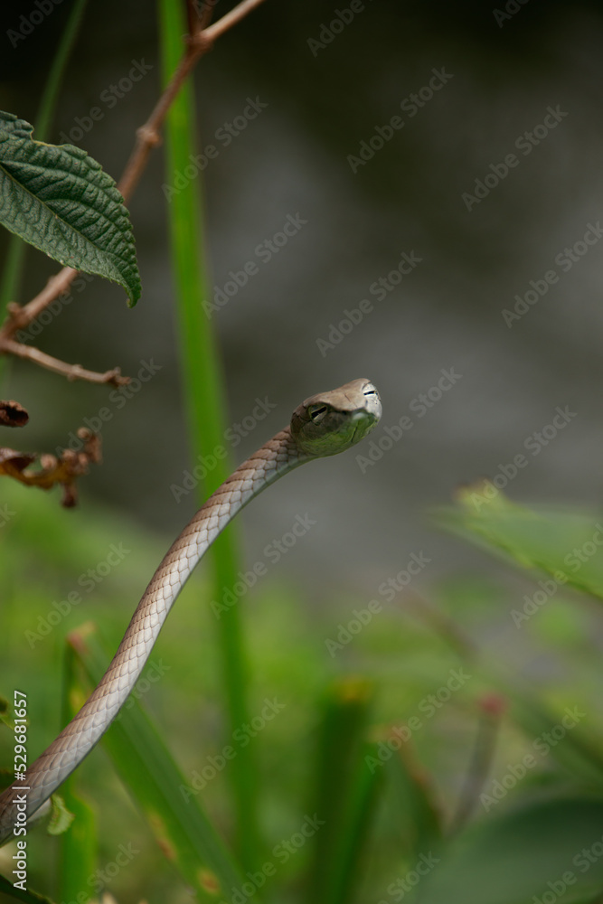 An asian vine snake or Ahaetulla prasina waiting in ambush among the foliage at Bokor National Park in Kampot, Cambodia An asian vine snake or Ahaetulla prasina waiting in ambush among the foliage at Bokor National Park in Kampot, Cambodia