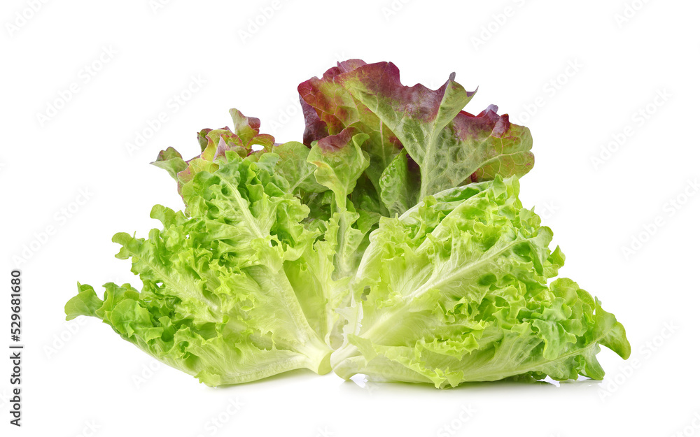 Fresh red and green lettuce isolated on white background. Fresh red and green lettuce isolated on white background.