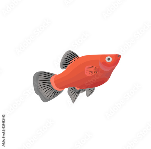 Platy Fish vector with white backgroud photo