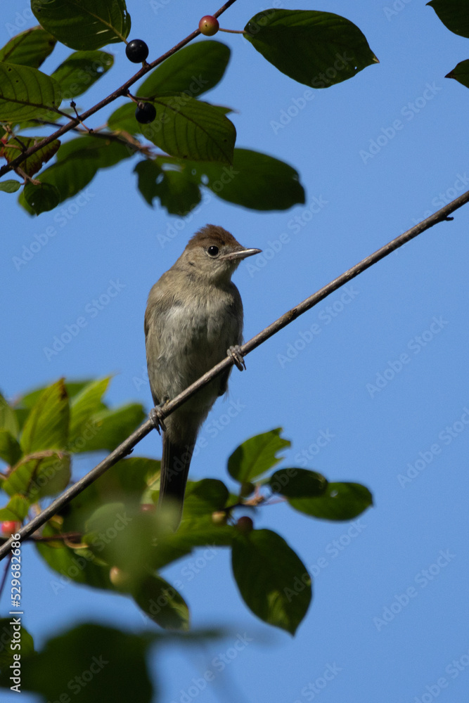 Mönchsgrasmücke/Blackcap Mönchsgrasmücke/Blackcap