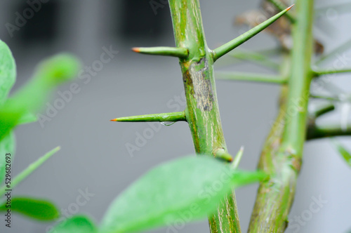 Pomelo leaf ,Pampelmoose or Citrus maxima or RUTACEAE plant and dew drop photo