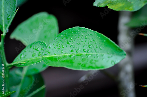 Pomelo leaf ,Pampelmoose or Citrus maxima or RUTACEAE plant and dew drop photo