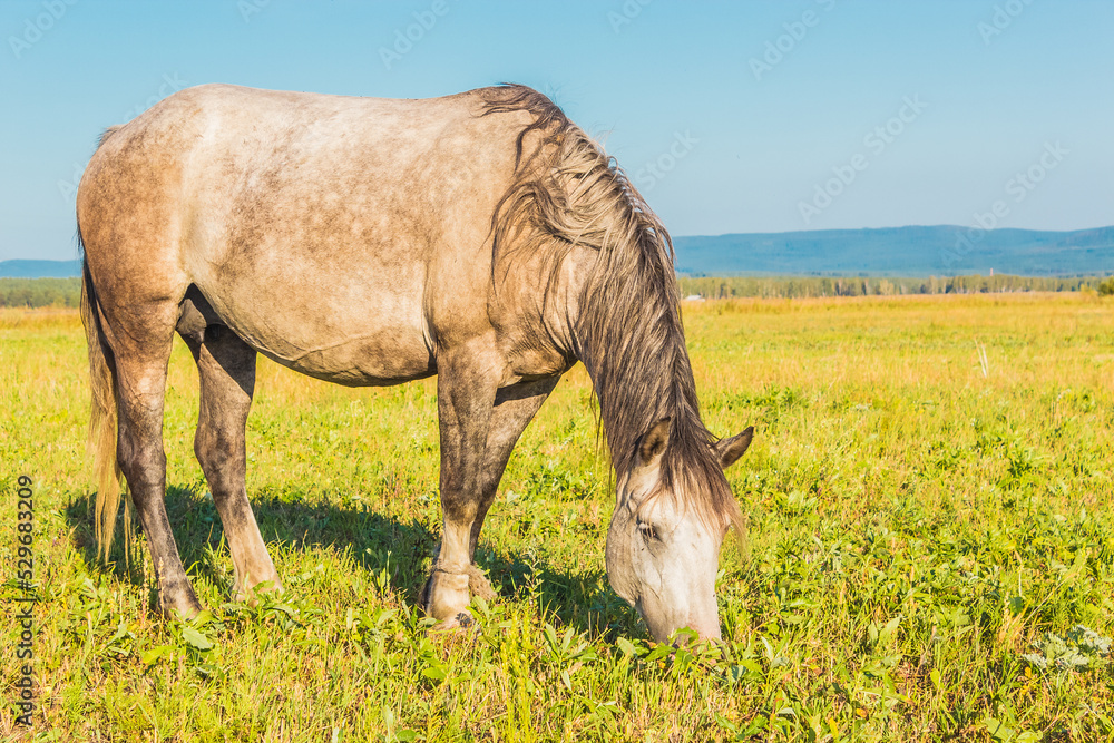 Beautiful gray horse grazing in summer field. Beautiful gray horse grazing in summer field.