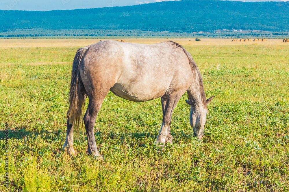 Beautiful gray horse grazing in summer field. Beautiful gray horse grazing in summer field.