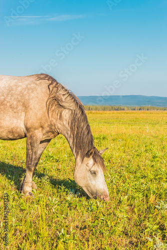 Beautiful gray horse grazing in summer field. 