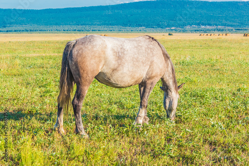 Beautiful gray horse grazing in summer field. 