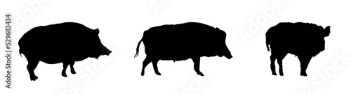 set  silhouette of a boars