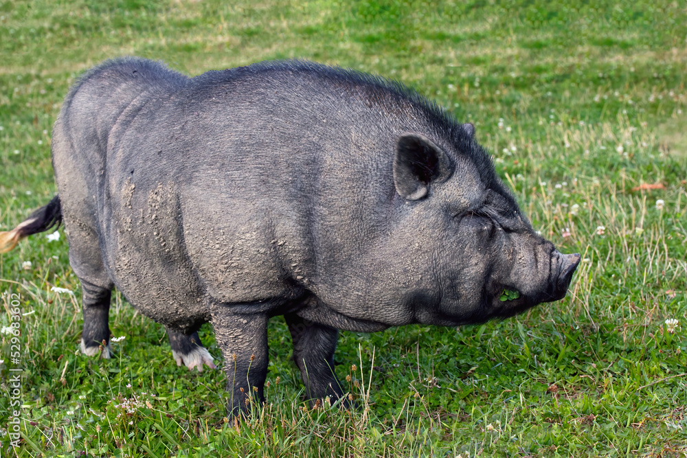 Cute black funny active Vietnamese pig outdoor Cute black funny active Vietnamese pig outdoor