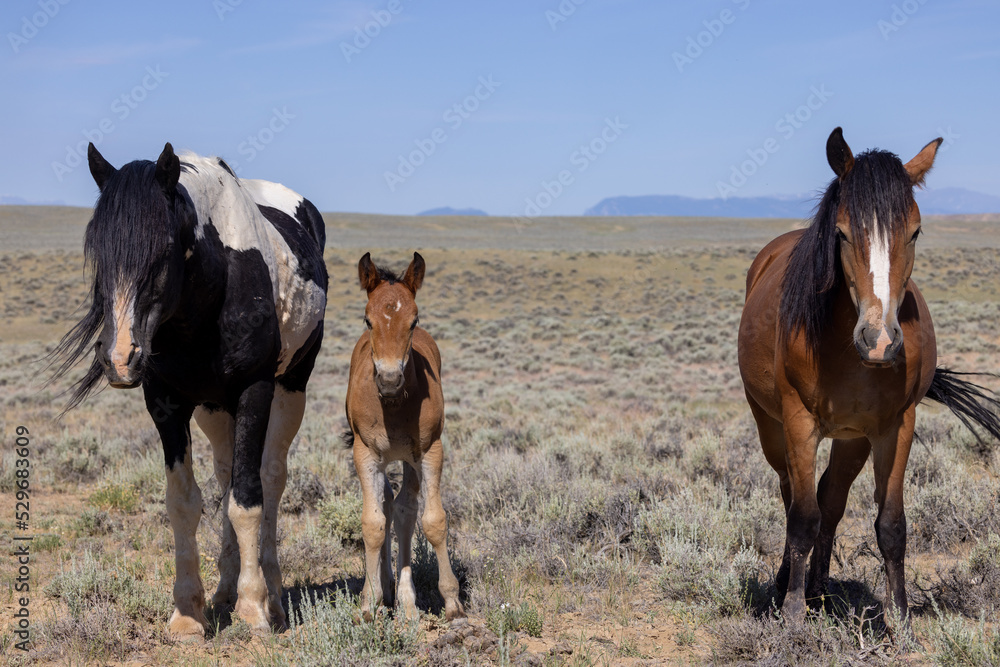 Wild Horses in Summer in the Wyoming Desert Wild Horses in Summer in the Wyoming Desert