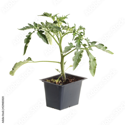 Seedling of a tomato (Solanum lycopersicum or Lycopersicon esculentum) in a black plastic pot ready to be transplanted into a home garden isolated