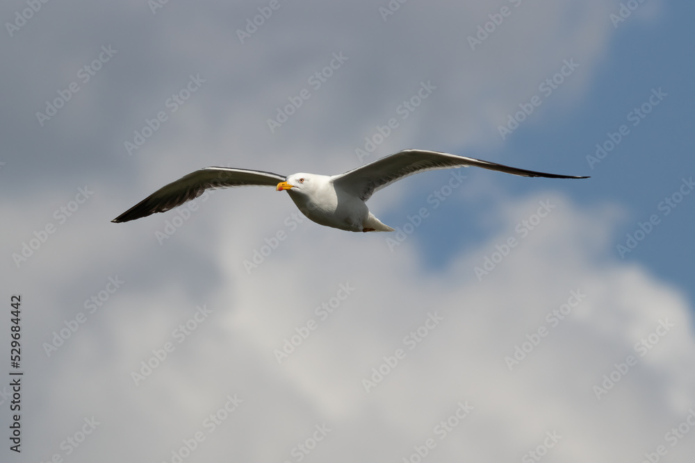 Fototapeta premium Möwe/Seagull