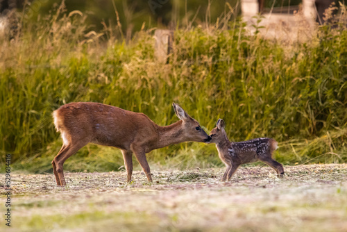 Fototapeta Naklejka Na Ścianę i Meble -  Reh mit Kitz/Roe deer with fawn
