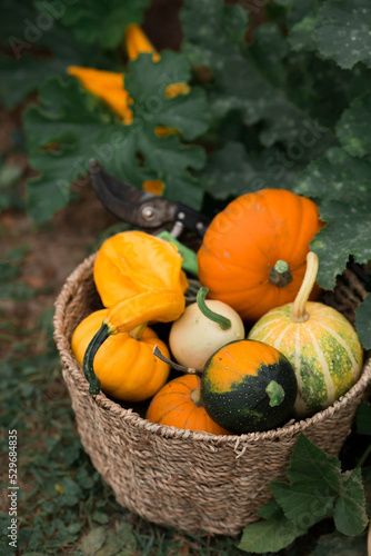 Thanksgiving day. Autumn background of colorful, decorative pumpkins in a stylish wicker basket. A rich harvest. The concept of the Halloween holiday.