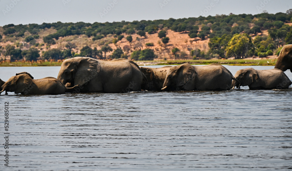 Line of Elephants Crossing River with Savannah Hills in Zambia Africa Line of Elephants Crossing River with Savannah Hills in Zambia Africa
