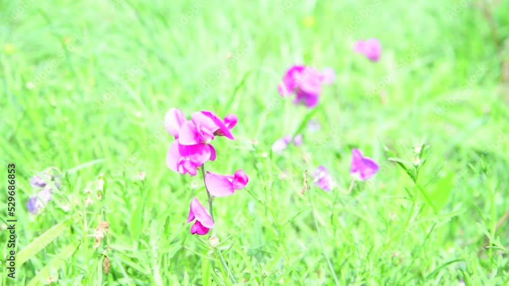 Purple wildflower surrounded by green grass, video background Purple wildflower surrounded by green grass, video background