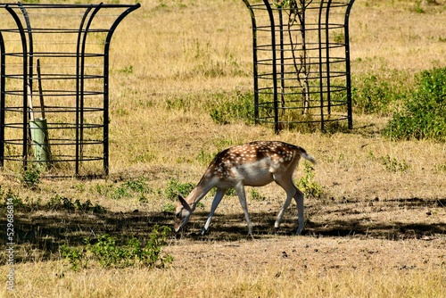 Fallow deer (female) walking in the grass, West Midlands, England, UK
